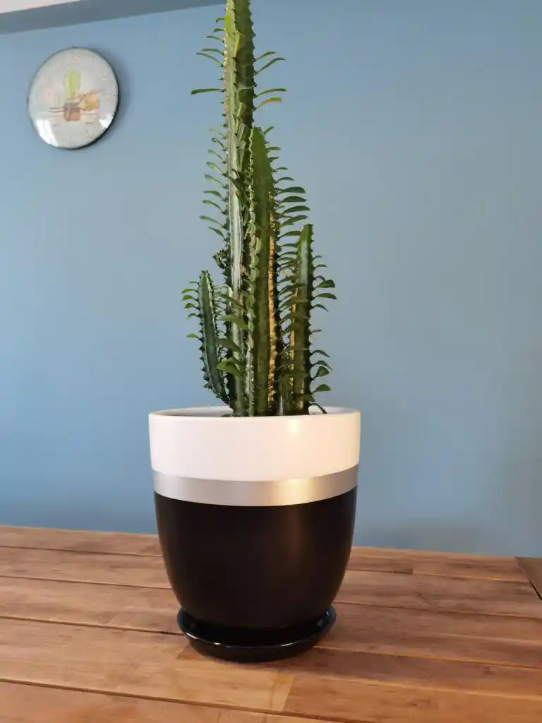 Salon Dekorasyonunu Yenilemek İçin Modern ve Doğal Saksı Modelleri Rehberi