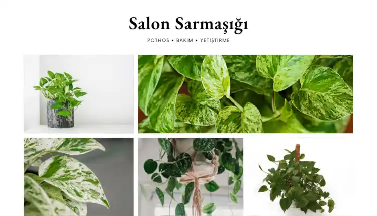 Salon Sarmaşığı Bakımı ve Dekorasyonda Kullanım İpuçları