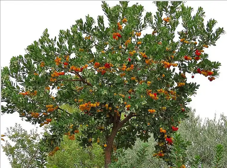 Sandal Ağacı Dekorasyonunda Doğadan İlham Alan Zarafet ve Sürdürülebilirlik