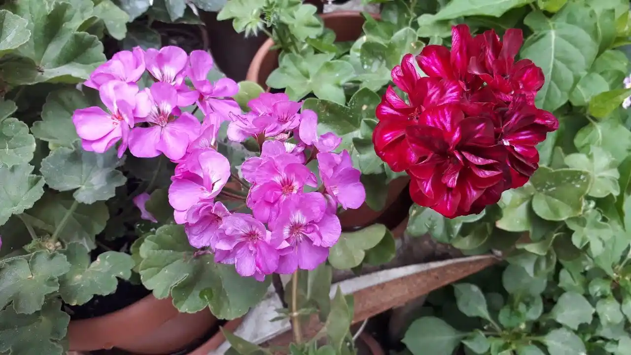 Sardunya Bakımı ve Dekorasyon İçin İpuçları: Renkli ve Hoş Kokulu Bitki Seçenekleri