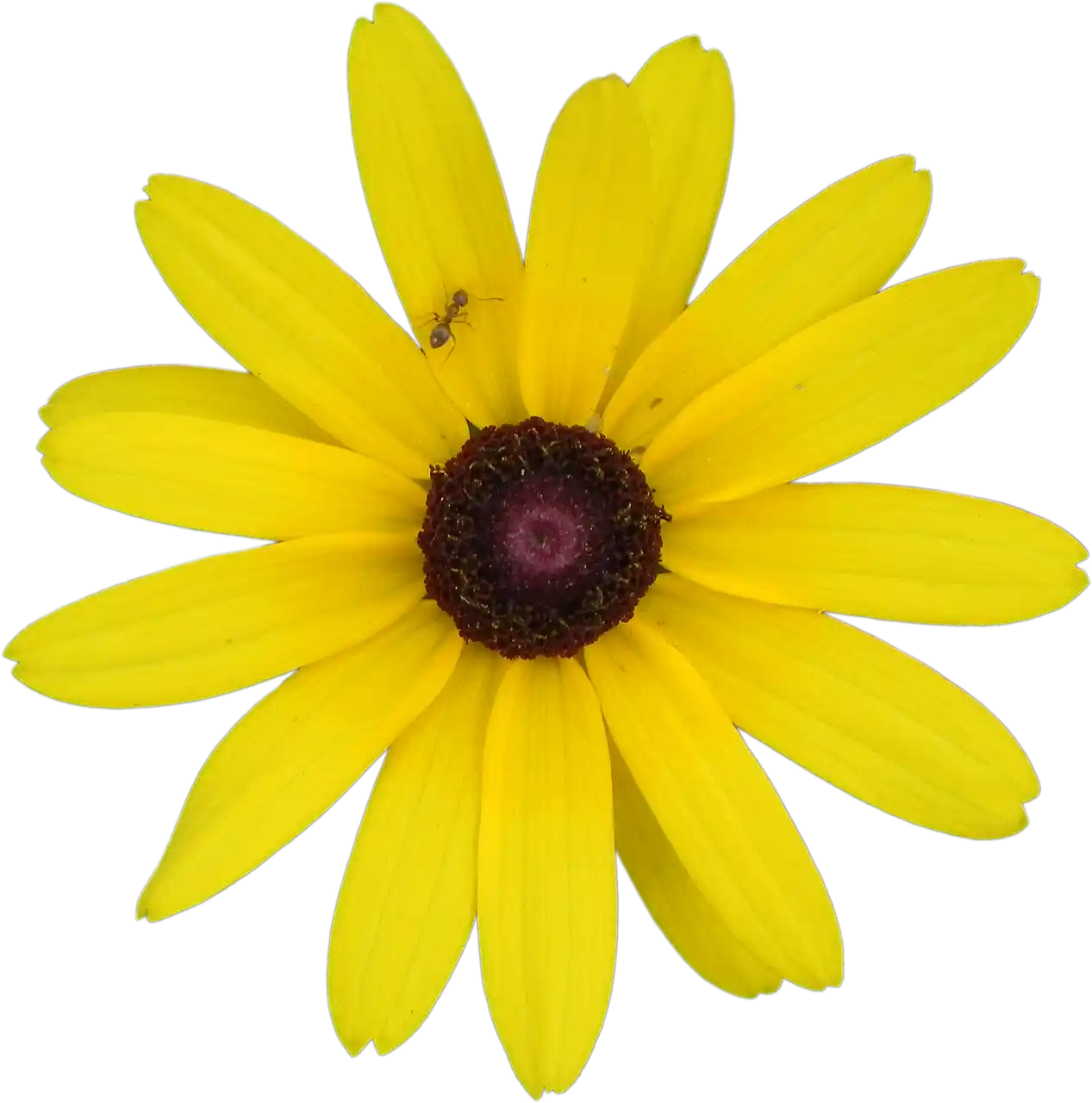 Sari Çiçeği ve Dekorasyonda Kullanım İpuçları Modern İç Mekanlara Renk Katıyor