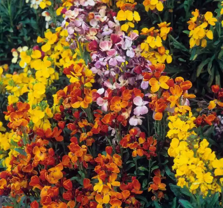 Sarı Kokulu Çiçeklerle Dekorasyonun Estetik ve Duygusal Faydaları