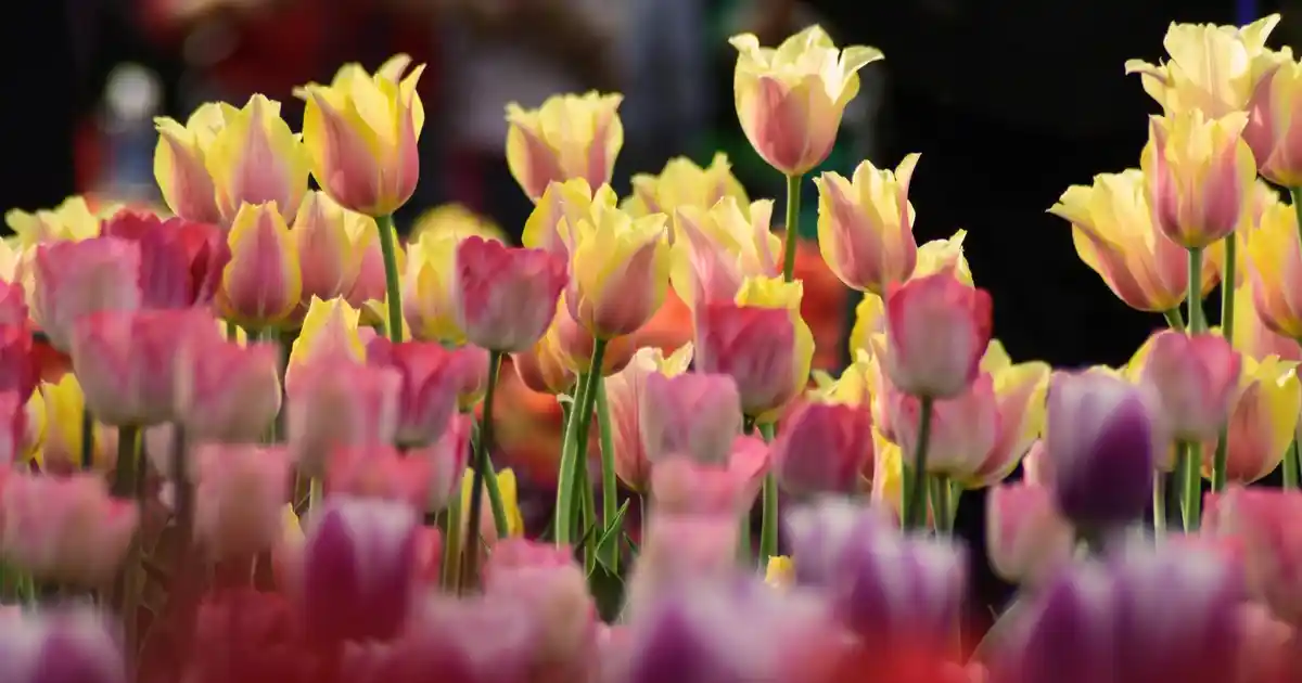Sarı Koltuk Örtüsü ile Oturma Odası Dekorasyonunuzu Yenileyin ve Canlandırın
