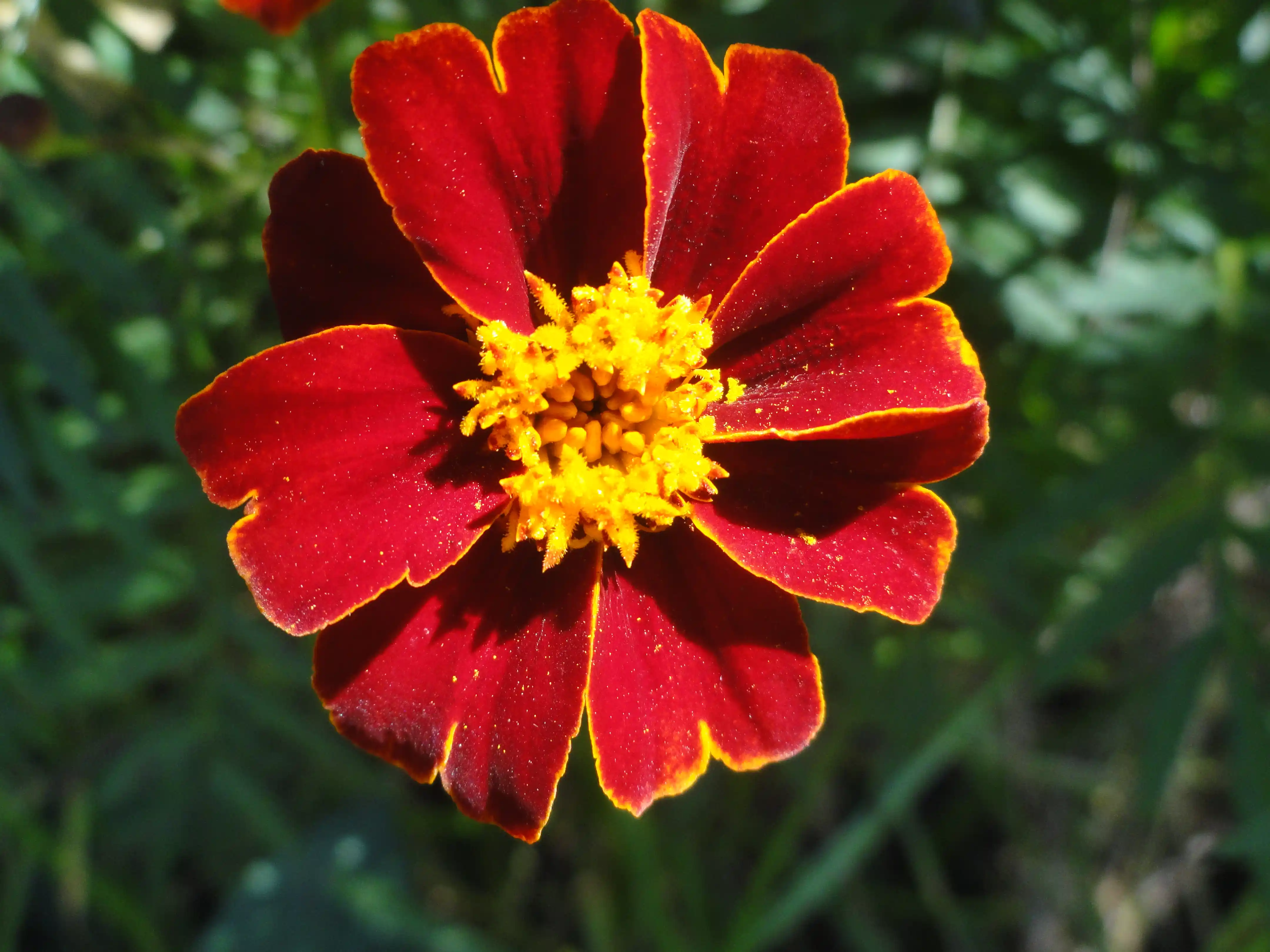 Sarı ve Kırmızı Çiçeklerle Dekorasyonda Canlılık ve Şıklık Yaratma Rehberi