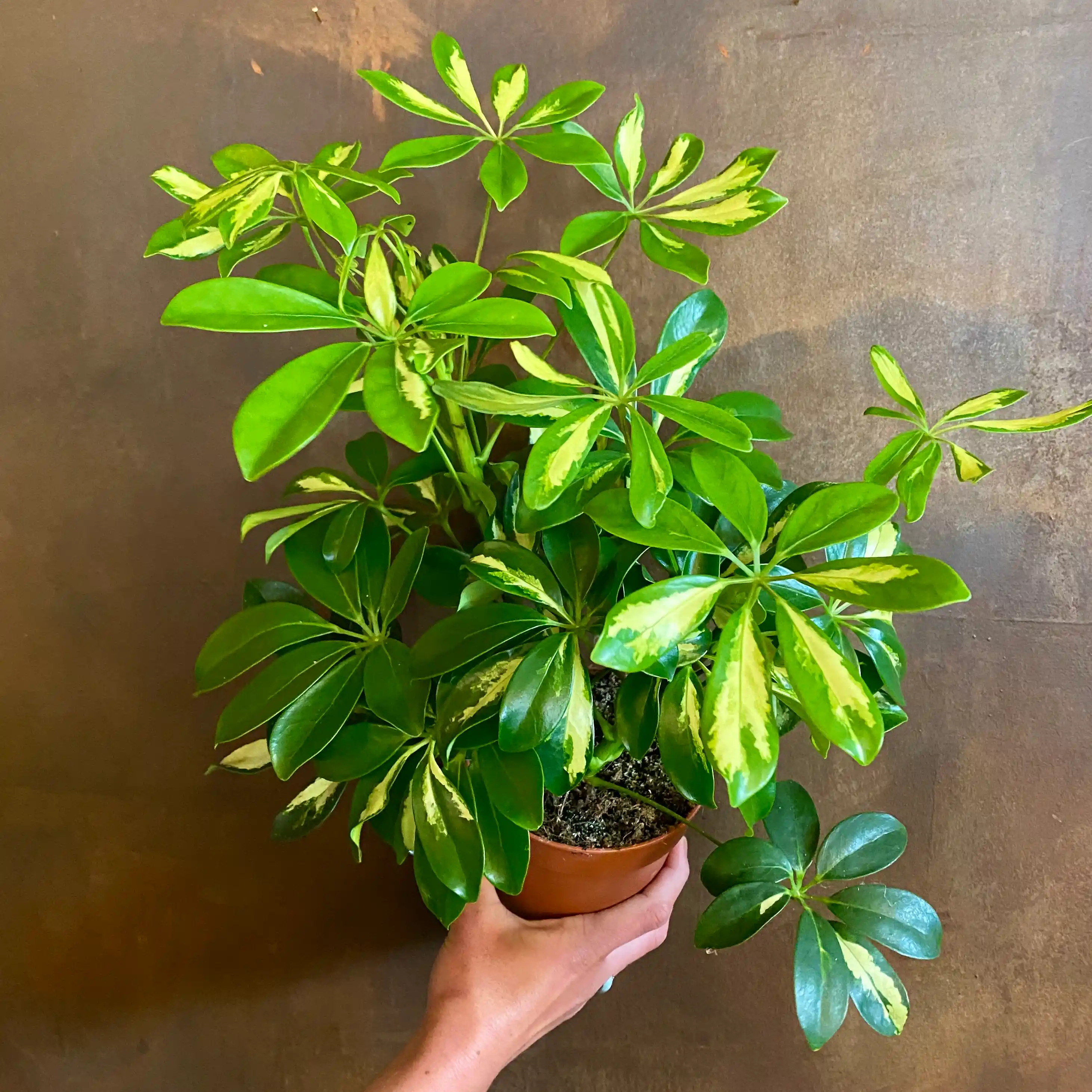 Schefflera Bitkisi ile Dekorasyonunuzu Canlandırın ve Estetik Katın