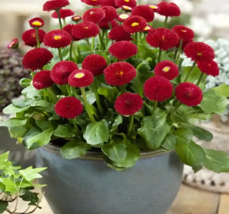 Şeker Tabağı Dekorasyonunda Yaratıcı ve Şık Detaylar ile Mekanı Güzelleştirme Yöntemleri