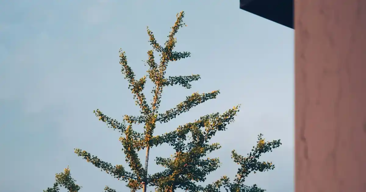 Şerit Kurdele ile Dekorasyonun Gücü: Yaratıcı ve Estetik Mekan Süsleme Yöntemleri