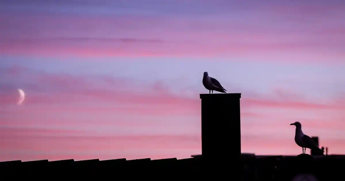 Siyah Mermer Tepsi ile Dekorasyonda Şıklık ve Fonksiyonellik Rehberi