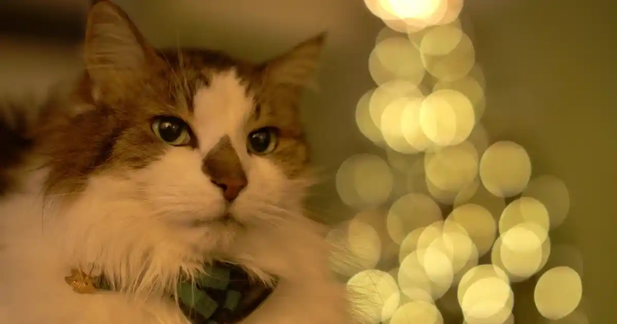 Şönil Dokuma Halı ile Dekorasyonunuzu Yenileyin Modern ve Dayanıklı Halı Seçenekleri