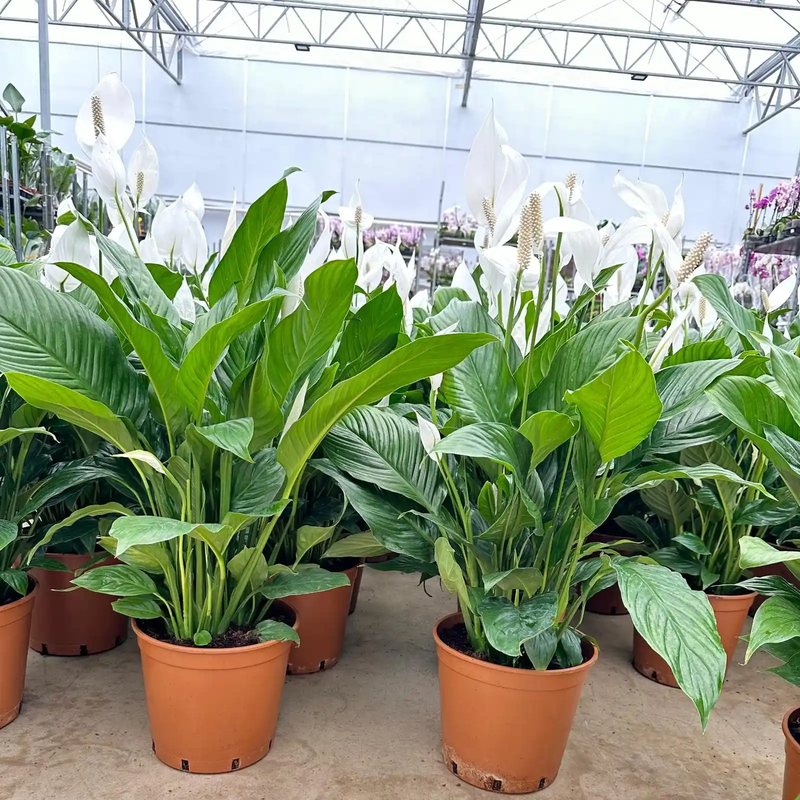 Spathiphyllum Çiçeği: Dekorasyonda Zarafet ve Doğallığın Buluşması