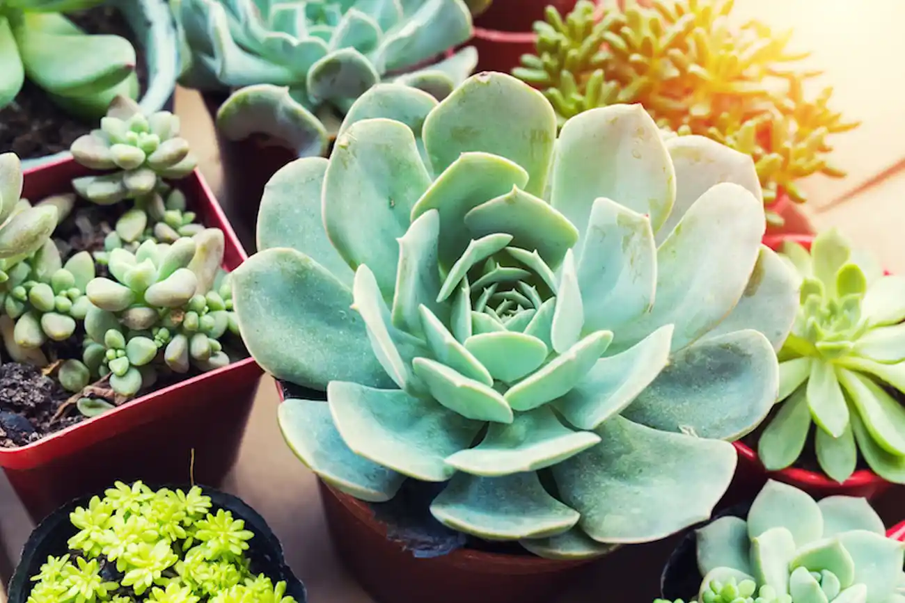 Sukulentler ile Modern ve Estetik Dekorasyon Çözümleri ve Bakım İpuçları