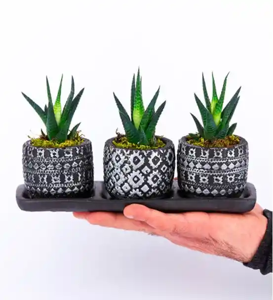 Sukulentlerle Dekorasyonda Doğal ve Estetik Bir Dokunuş Yapmanın Yolları