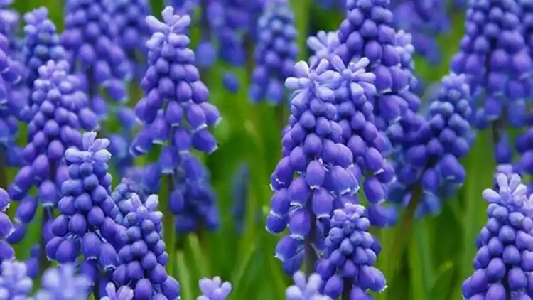 Sümbül Çiçeği ile Dekorasyon: Doğal ve Zarif Mekânlar Yaratmanın Yolları