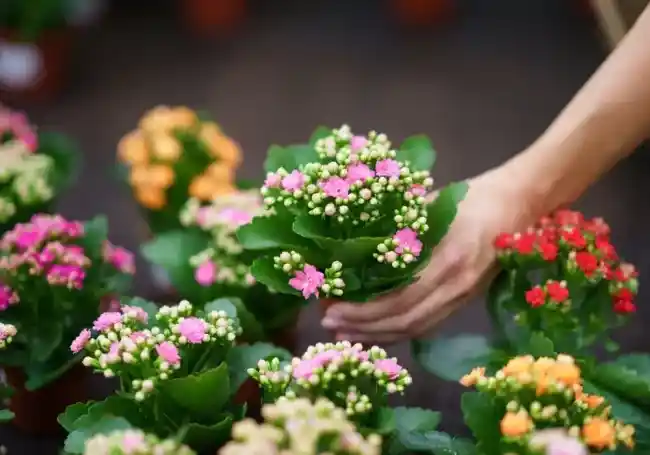 Sürekli Çiçek Açan Saksı Bitkileriyle Dekorasyonunuzu Canlandırın
