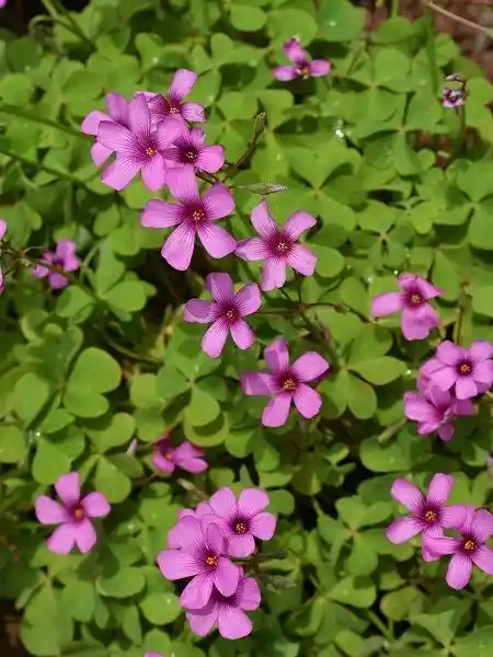 Süs Yoncası Bakımı ve Dekorasyonda Kullanımı: Şans ve Estetik İçin En İyi Tercih