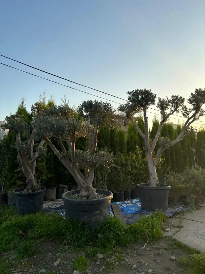 Süs Zeytin Ağacıyla Dekorasyonda Zarafetin Anahtarı ve Fikirler