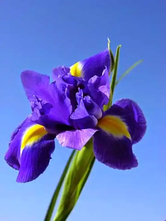 Süsen Çiçeği ile Dekorasyonda Doğal ve Zarif Bir Dokunuş Yaratın