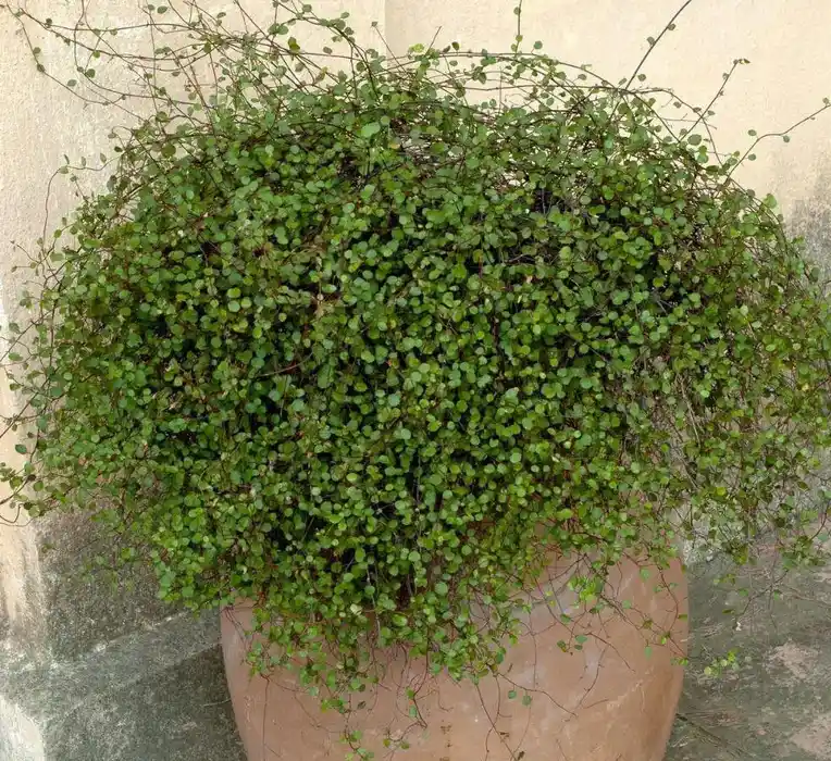 Tel Sarmaşığı ile Dekorasyonda Doğal ve Şık Dokunuşlar İçin Rehberlik ve Dekorasyon Fikirleri