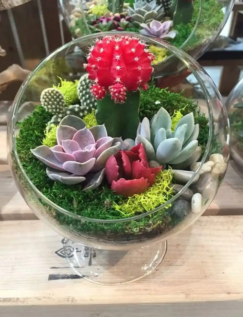 Teraryum Sukulentleriyle Modern ve Şık İç Mekan Dekorasyon Trendleri