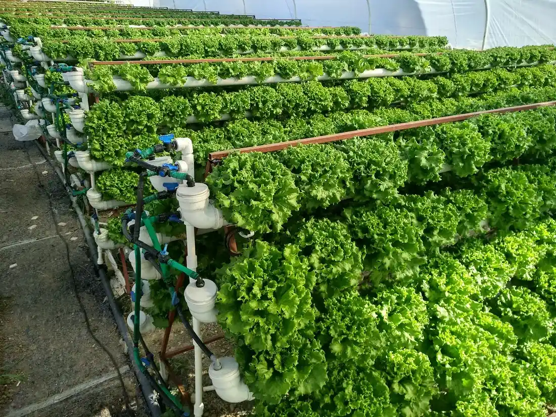 Topraksız Bitki Yetiştirmenin Dekorasyona Katkıları ve Modern Kullanım Alanları