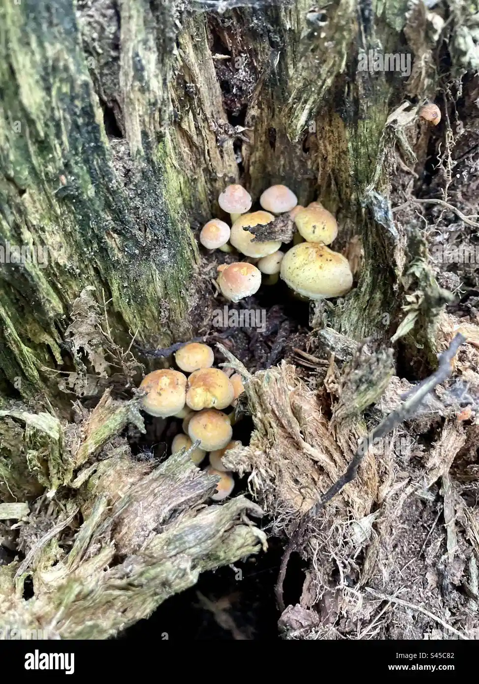 Tuft Dekorasyonuyla Mekânlara Estetik ve Fonksiyonellik Katma Rehberi