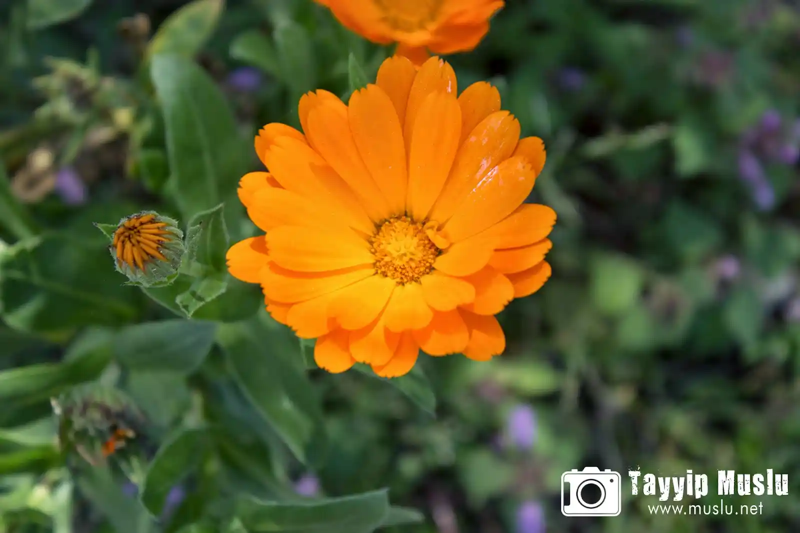 Turuncu Çiçeklerle Dekorasyonda Canlılık ve Sıcaklık Yaratma Rehberi