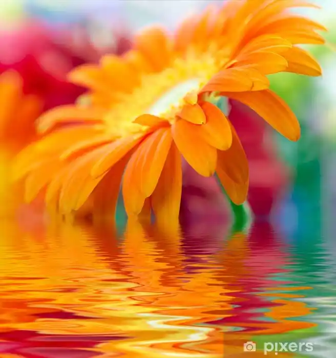 Turuncu Papatya Dekorasyonu ile Evinize Doğadan Gelen Sıcaklık ve Neşe Katın