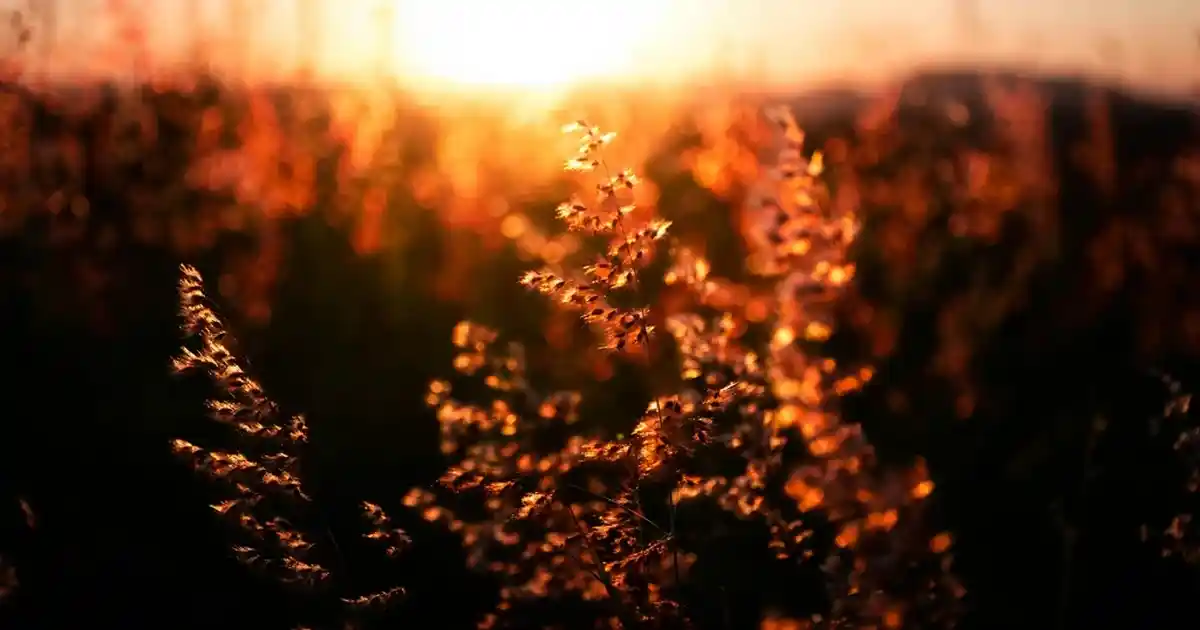 Turuncu Paspas ile Dekorasyonunuza Canlılık Katmanın Yolları ve Stil İpuçları