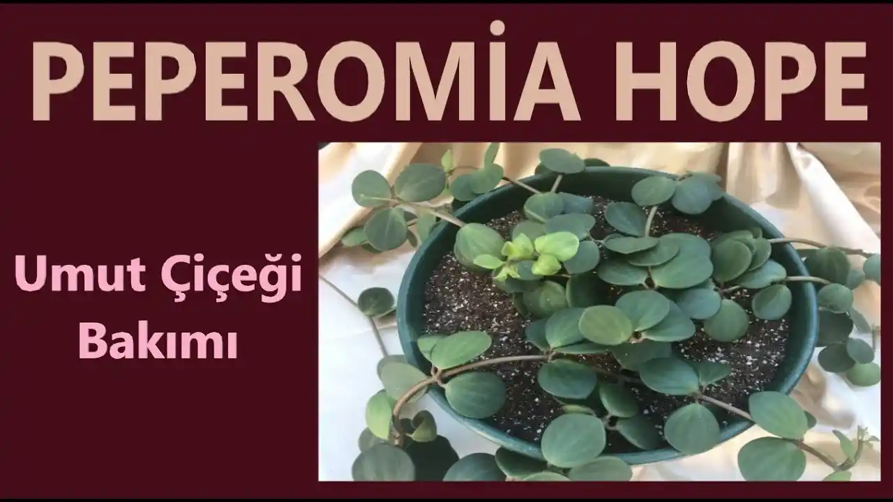 Umut Çiçeği Dekorasyonda Anlamı ve Bakım İpuçlarıyla Şık Kullanım Rehberi