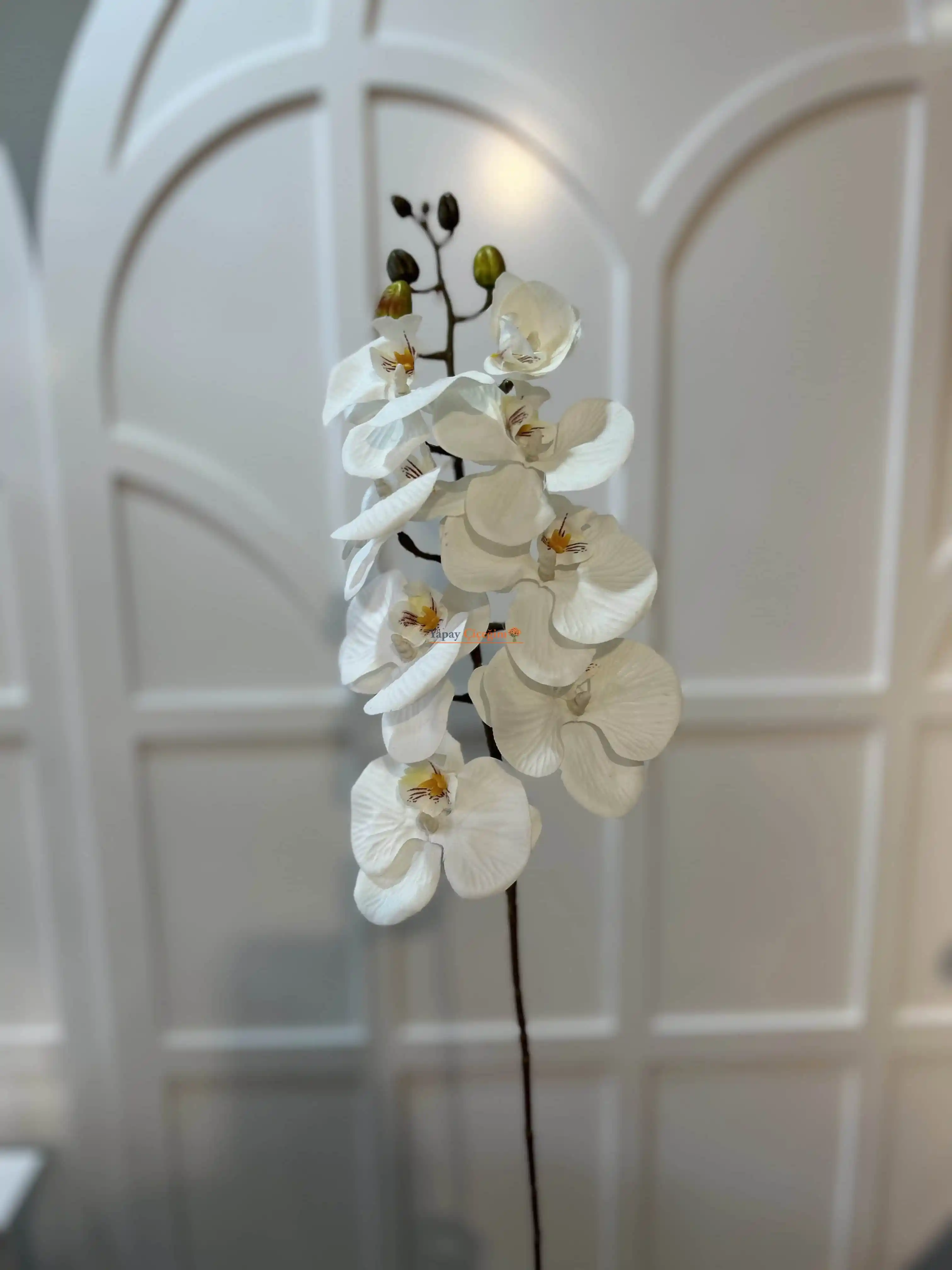 Uygun Fiyatlı Orkide ile Dekorasyonda Şıklık ve Zarafetin Buluşması