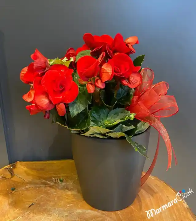 Uygun Fiyatlı Saksı Çiçekleri ile Dekorasyonunuzu Yenileyin ve Göz Kamaştırın