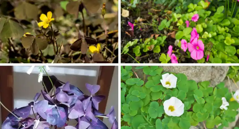 Uyku Çiçeği ile Yatak Odası ve İç Mekân Dekorasyonunda Doğal Şıklık ve Huzur