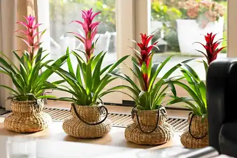 Uzun Ömürlü Salon Çiçekleri ile Dekorasyonunuzu Geliştirin ve Bakım Kolaylığı Sağlayın