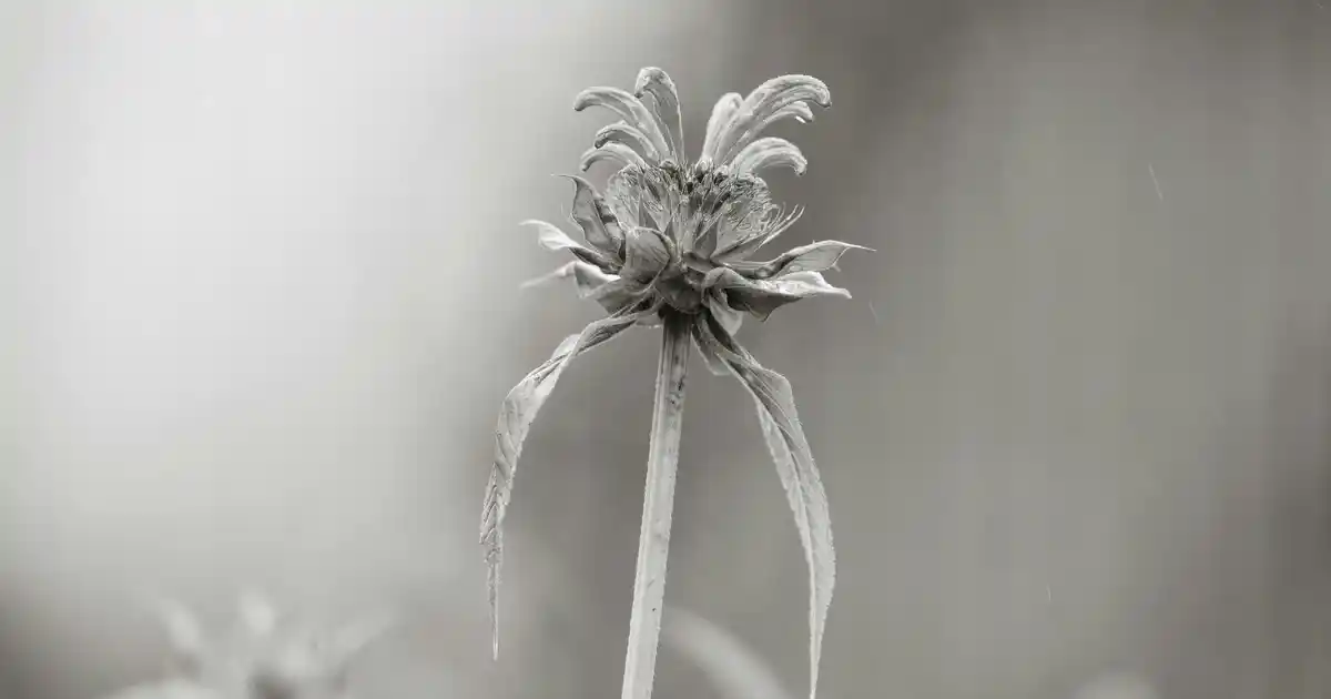 Yapay Çiçek Duvar Kaplama Trendleri ve Dekorasyonda Kullanım İpuçları