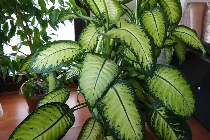 Yapraklı Çiçeklerle Dekorasyonun Gücü: İç ve Dış Mekanlarda Doğal Şıklık