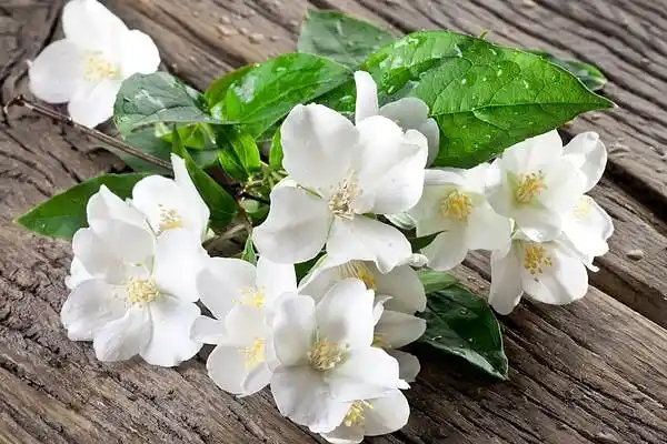 Yasemen Çiçeği ile Dekorasyonda Doğallık ve Zarafeti Yakalayın