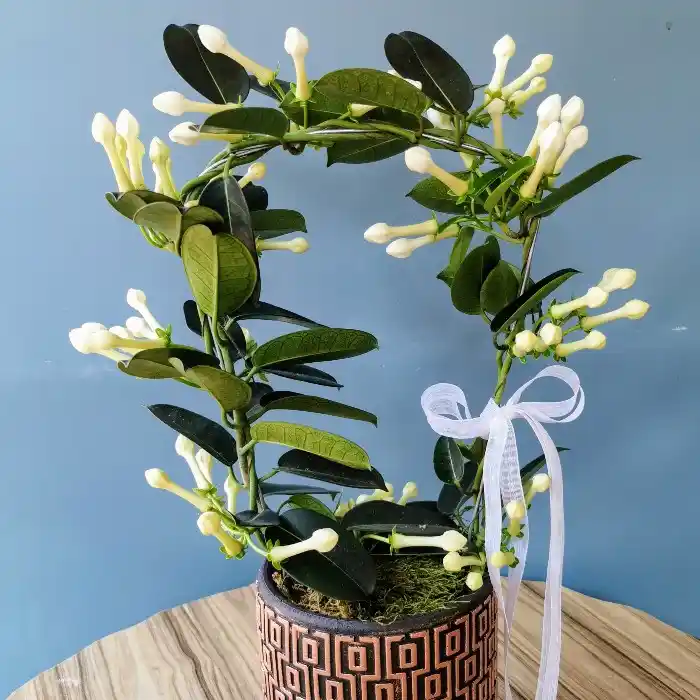 Yasemin Çiçeği ile Dekorasyonda Zarafet ve Hoş Kokunun Birlikteliği