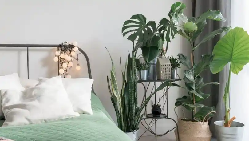 Yatak Odası Dekorasyonunda Bitki Kullanımı ve En Popüler Bitki Türleri