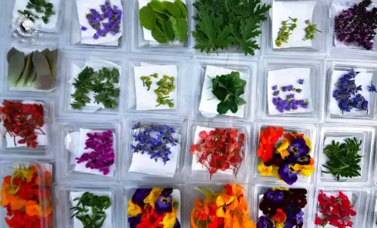 Yenilebilir Çiçekler ile Doğal ve Estetik Dekorasyon Trendleri 2024