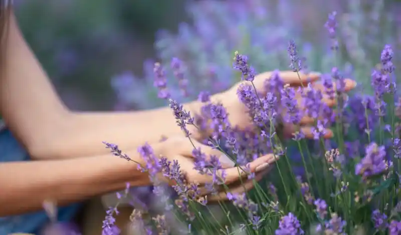 Yenilebilir Çiçekler ile Modern Dekorasyon ve Sağlıklı Sunum Trendleri