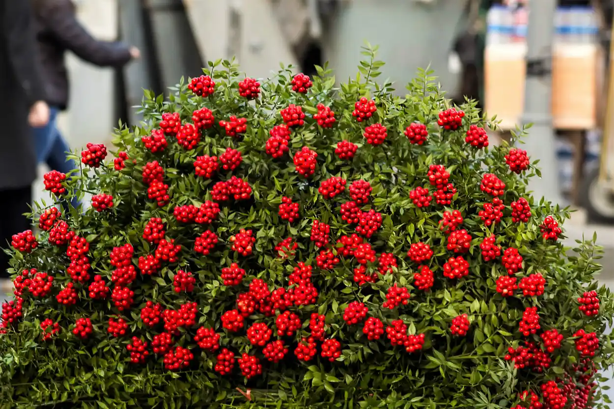 Yılbaşı Çiçeği Dekorasyonu ve Bakımı: Renkli ve Anlamlı Yeni Yıl Sembolleri