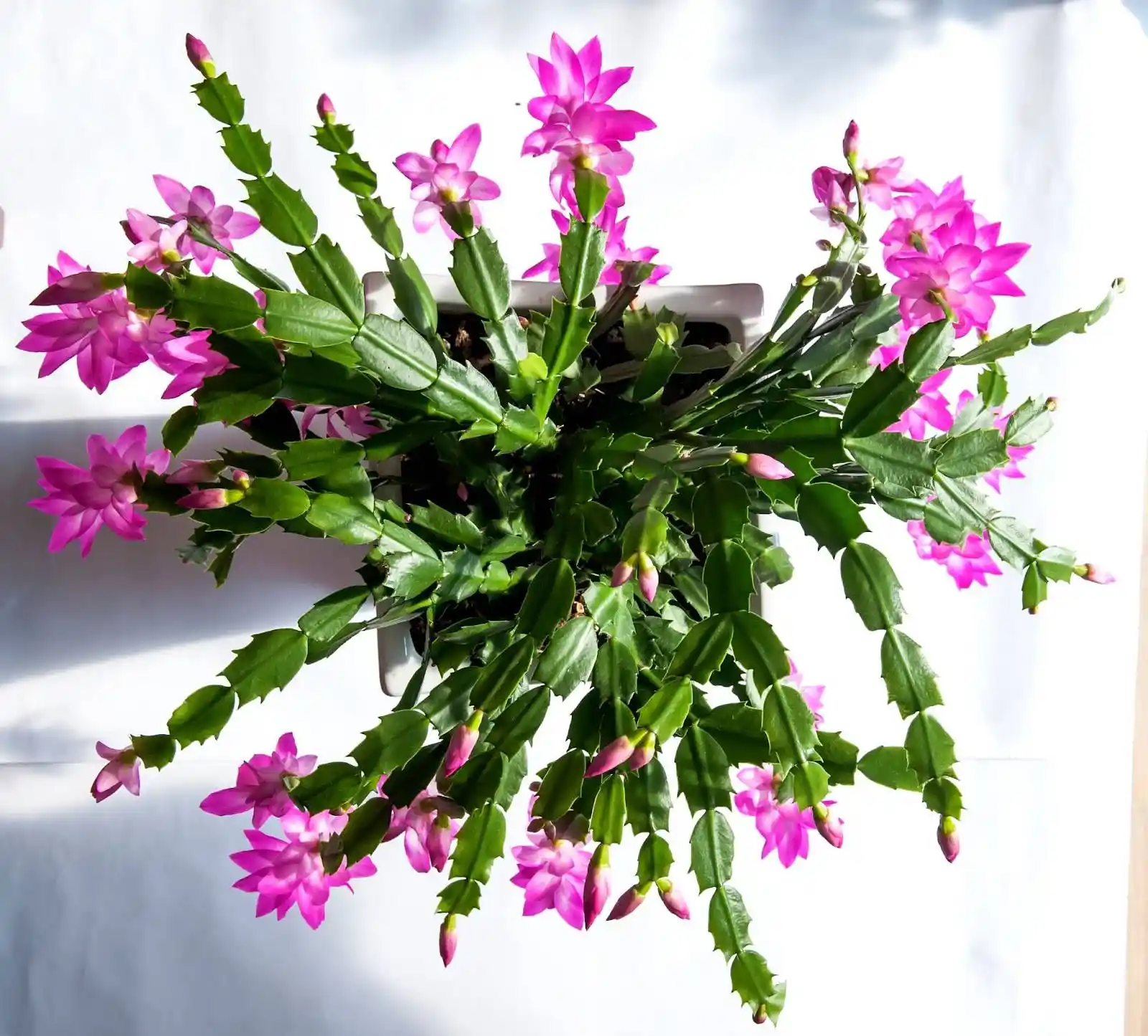 Yılbaşı Dekorasyonunda Çiçeklerin Anlamı ve Süsleme Fikirleri