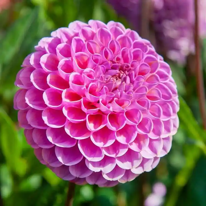 Yılz Çiçeği ile Dekorasyonda Doğal ve Parlak Bir Dokunuş Yaratma Rehberi