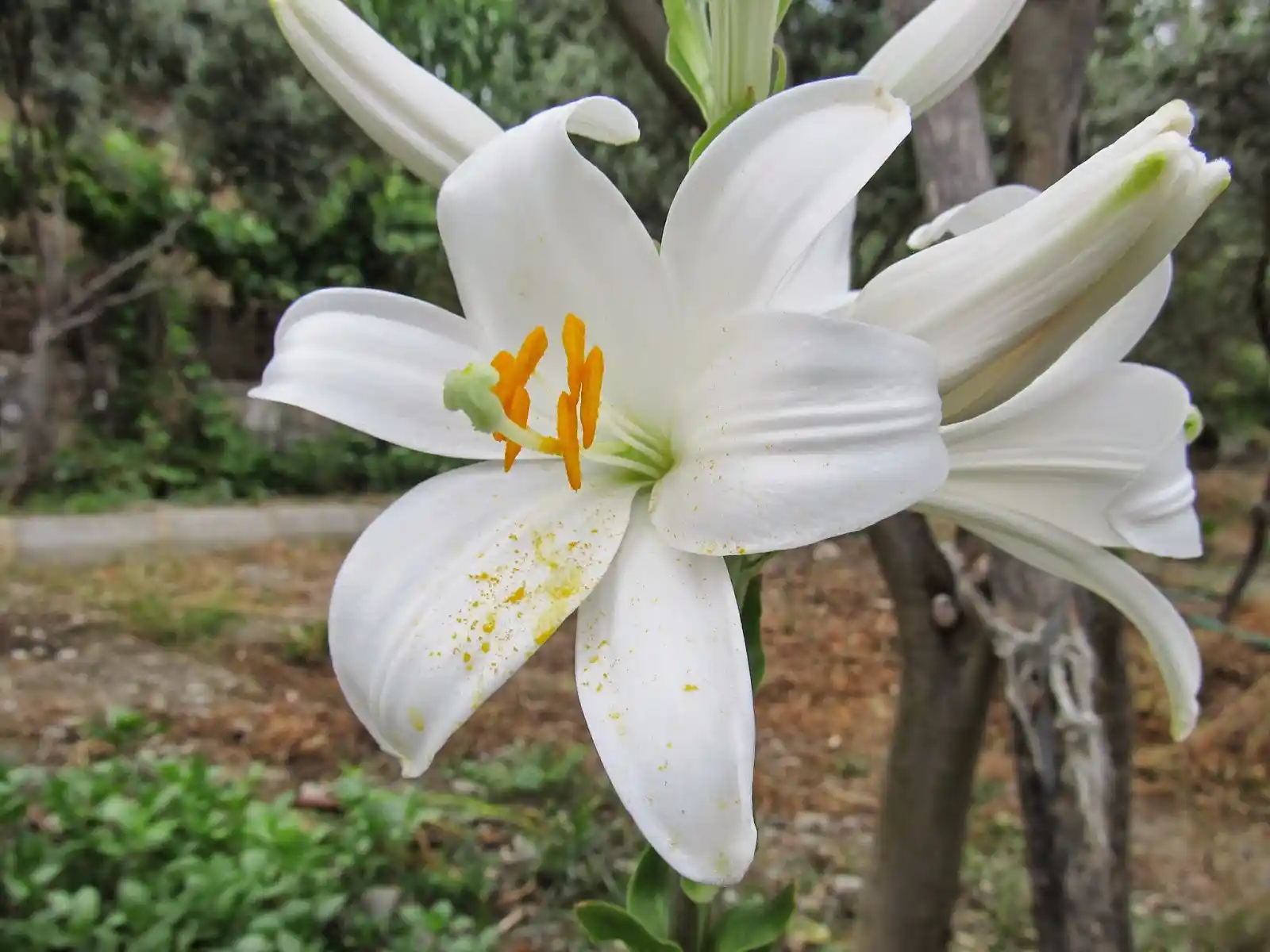 Zambak Dekorasyonunda Zarif ve Şık Dokunuşlar İçin Yaratıcı Fikirler ve Uygulama İpuçları