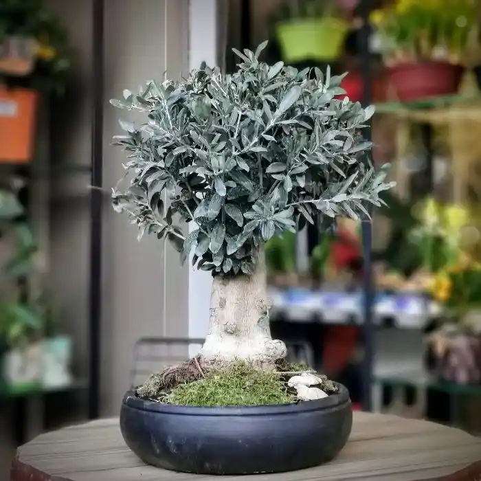 Zeytin Ağacı Bonsai ile Dekorasyonda Doğal Zarafet ve Akdeniz Esintisi