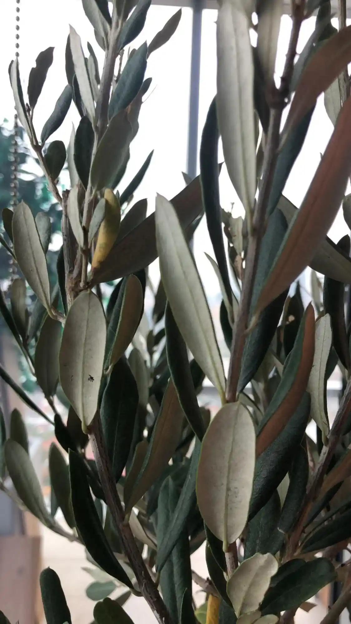 Zeytin Ağacı Dekorasyonunda Doğal ve Zarif Bir Dokunuş Yaratma Rehberi