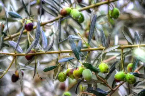 Zeytin Dalı Dekorasyonda Anlam ve Estetiğin Güçlü Sembolü