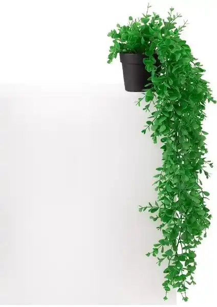 Çiçekmisin Mini Siyah Plastik Saksıda Sarkan Şimşir ile Estetik ve Doğal Dekorasyon