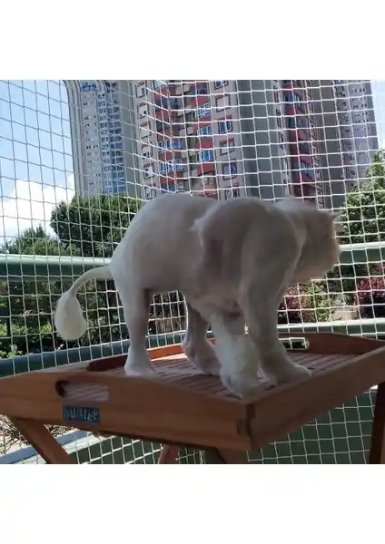 Morilu Kedi Filesi Güvenli ve Dayanıklı Çözüm ile Evcil Hayvan Güvenliğinizi Artırın