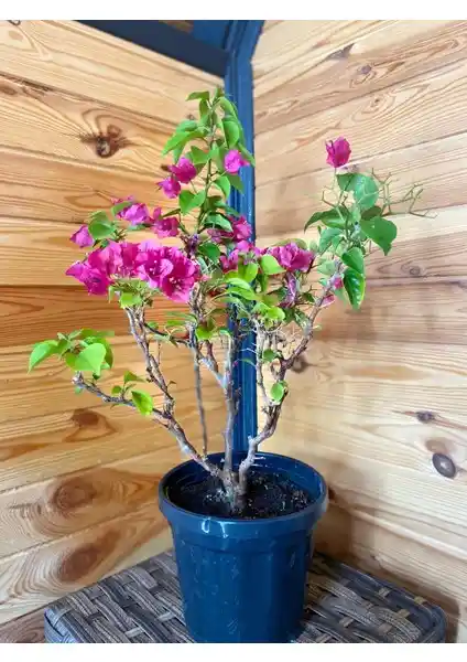 Toprak Botanik Bodur Begonvil: Şehir Yaşamına Zarif ve Dayanıklı Bir Süs Bitkisi